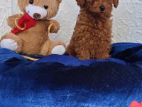 TARIM BAKANLIĞI ONAYLI A KALİTE TOY POODLE YAVRULAR