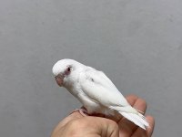 FORPUS YAVRU PAPAĞANI GÖNDERİM SAĞLANIR