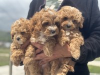 Profesyonel ruhsatlı çiftlikden maltipoo yavrular