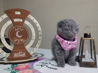 Dişi erkek british shorthair mevcuttur