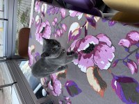British shorthair Çakıl kedim