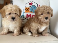 Petmode köpek çiftliğinde ziyarete açık maltipoo