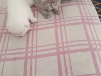 Yavru british shorthair