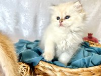 British longhair 2,5 aylık