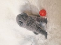 Safkan scottish fold kardeşler