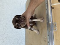 Choco tan pug mops