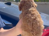 Orjinal Toy Poodle