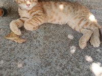 Çok tatlış sarman kedi