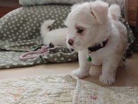 Sıfır numara şecereli yavru köpekler