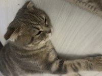 Sahibinden sahiplendirilecek yavru kedimiz