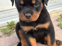 Rottweiler koca kafa yavrularımız