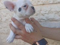 Anne altından eşsiz sağlıklı french bulldoglar