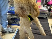 Yavru eğitimleri tam toy poodle