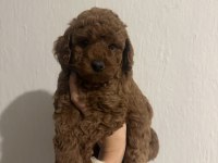 TOY POODLE RED BROWN