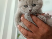 Orjinal british shorthair yavrularım