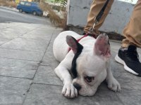 French bulldog yavrular ırk sağlık garantili