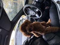 Bebeğimiz olacağı için vermek zorundayız erkek poodle