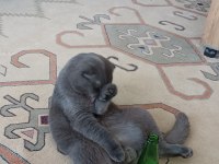 1 yaşında scottish fold