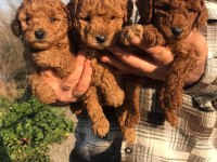 Sağlık ve ırk garantili poodle yavrularım