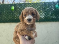 MALTİPOO YAVRULAR