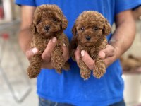 A Kalite Koyu Renk Toy Poodle Yavrular