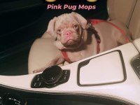 Pink Carrier Pug Yavrular