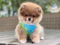 Pomeranian boo yavrum