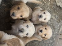 1.5 aylık sağlıklı golden retriever yavrularımız