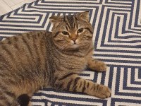 1 yaşında scottish fold sevecen oğlum