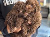 Petmode köpek çiftliğinden chocolate toy poodle
