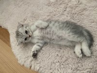 Scottish fold yavrularımız yeni yuvalarına hazır