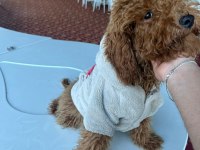 Toy poodle 6 aylık