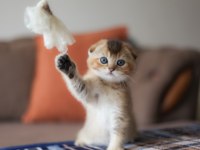 Top kafa scottish fold yavru