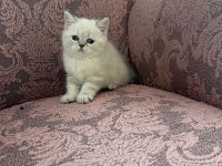 British Shorthair Blue Point