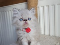 SAFKAN İRAN KEDİSİ YAVRULARI