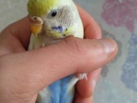 Acil satılık muhabbet kuşu
