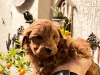 Anne Altından Toy Poodle
