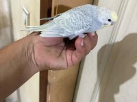 29 GÜNLÜK KONUŞTURMALIK BEBEK MUHABBET KUŞU
