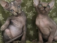 Naked Beauty Sphynx Cattery Kedimiz