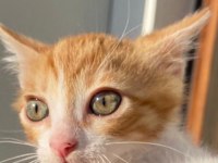 KIVANÇ YUVA ARIYOR SARMAN KEDİMİZ