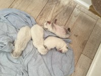 Yavru british shorthair