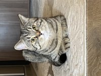 9 aylık british shorthair oğluş yeni yuvasını arıyor