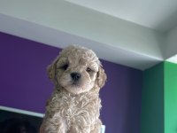 POODLE AYARINDA ANTİALERJİK MALTİPOO
