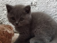MUHTEŞEM GÜZELLİKTE BRİTİSH SHORTHAİR YAVRULARIMIZ