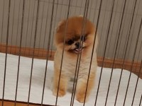 TÜRKİYENİN EN GÜZEL POMERANİAN DİŞİSİ
