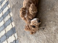 Poodle 5 aylık en mini boy