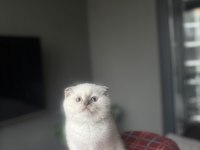 SCOTTISH FOLD BLUE POĞNT YAVRULARIM 