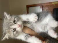 2 aylık british shorthair yavrular