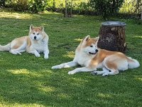 RUHSATLİ ÇİFLİKTEN JAPON AKİTA INU YAVRULARİ