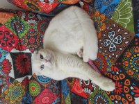 Kısır olmayan on aylık dişi scottish fold
